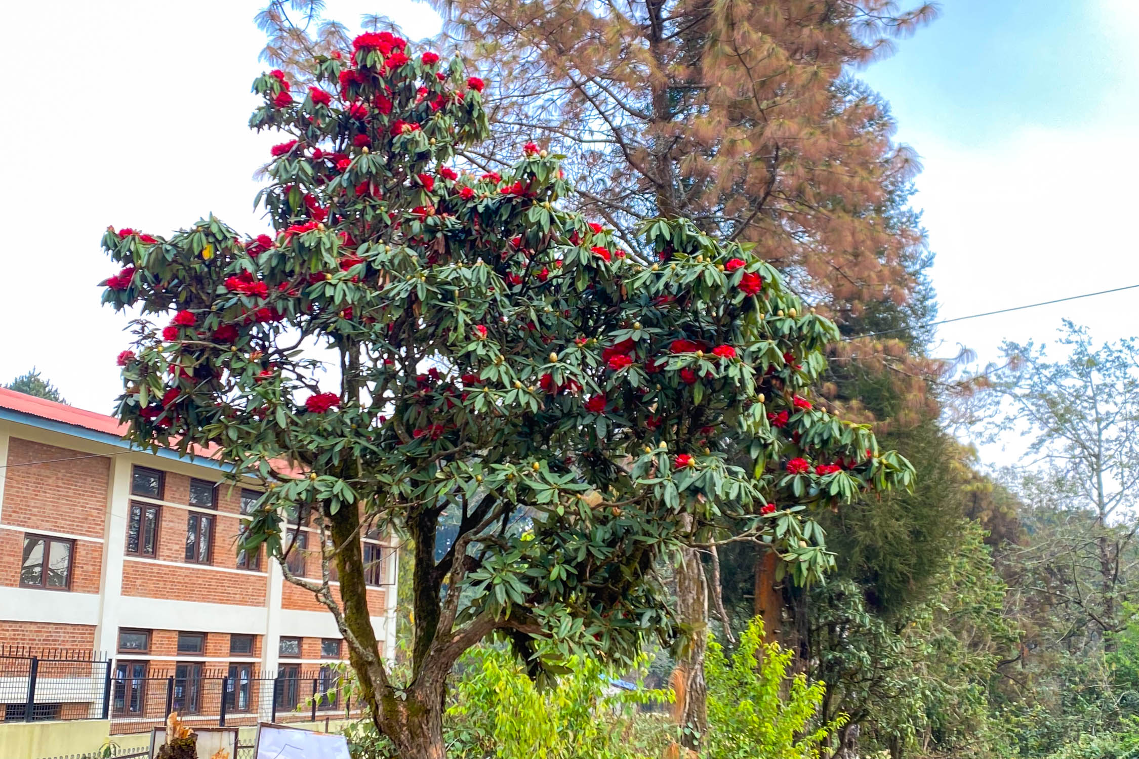 तस्वीरमा हेर्नुस् धार्मिक आस्थाको केन्द्र मानिने मणिचुड दह