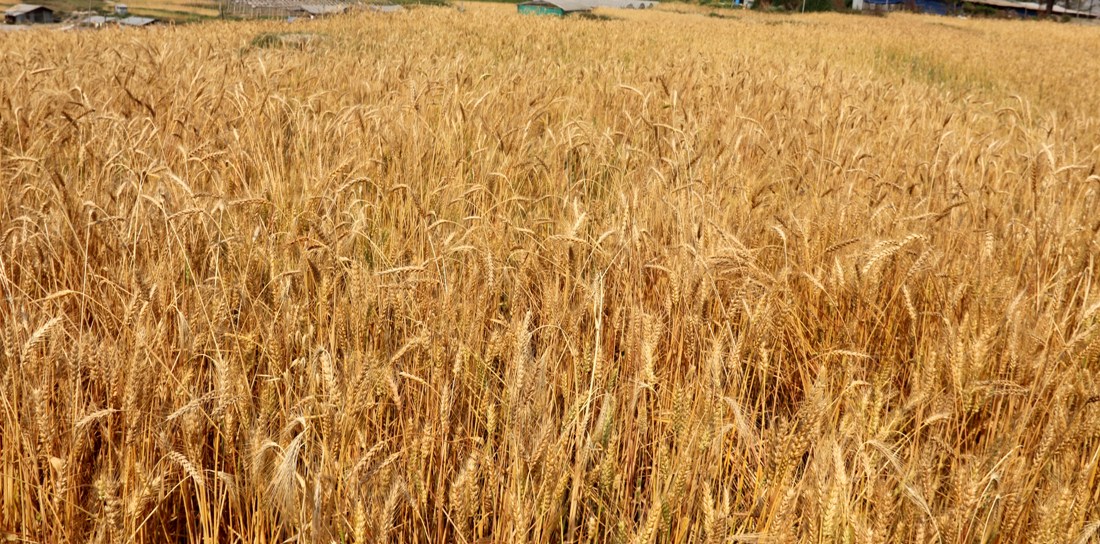 गहुँको समर्थन मूल्य तोक्न उद्योग मन्त्रालयसमक्ष कृषिको प्रस्ताव