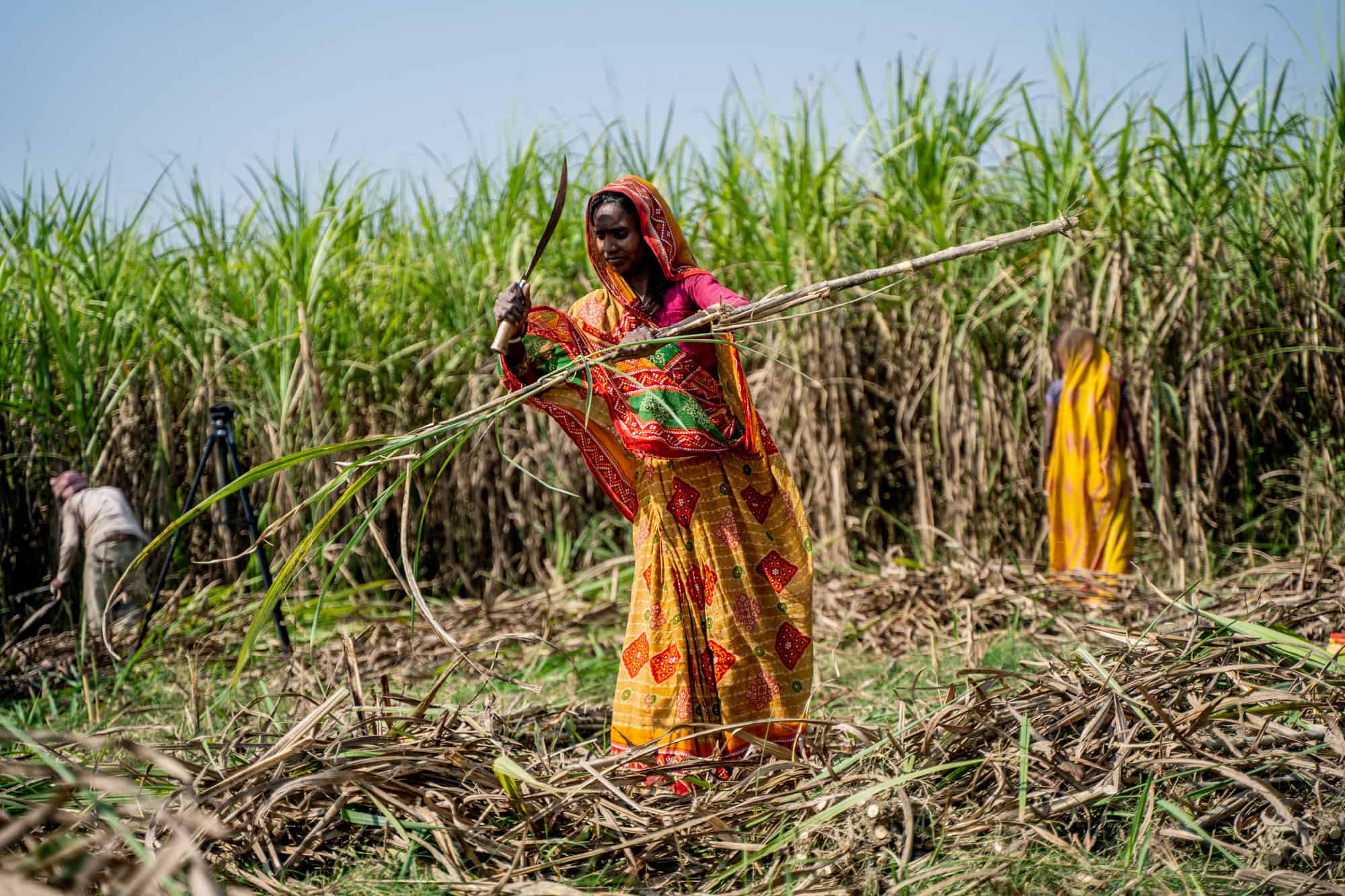 भारतले फेरि चिनी निर्यातमा प्रतिबन्ध लगायो, नेपालमा आपूर्ति र मूल्यवृद्धिको चिन्ता