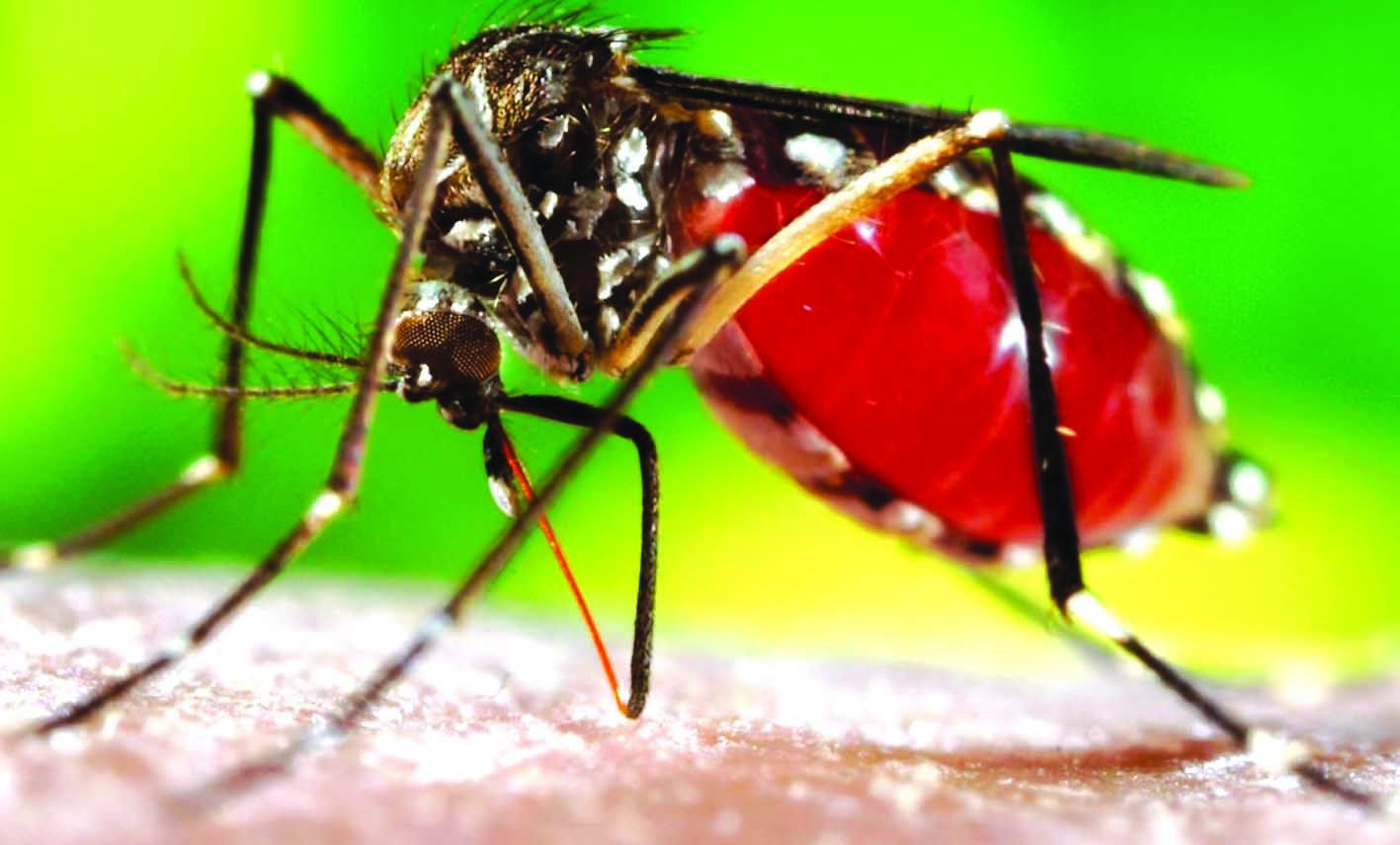 ललितपुरमा भेटिए डेङ्गु सङ्क्रमित भेटिए 