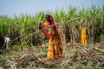 भारतले फेरि चिनी निर्यातमा प्रतिबन्ध लगायो, नेपालमा आपूर्ति र मूल्यवृद्धिको चिन्ता