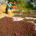 नौ महिनामा १० अर्ब ७० करोड बराबरको अलैँची निर्यात