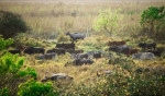 कोशी टप्पु आरक्ष पर्यटकको रोजाइमा, एक वर्षमा ११ हजारभन्दा बढीले गरे भ्रमण