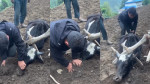गोरुलाई यातना दिएर भिडियो बनाउने प्युठानका थापामगर पक्राउ