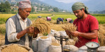 अब बाली रोप्नुअघि नै मूल्य निर्धारण हुने