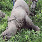 एक वर्षमा चितवनमा २२ गैँडा मरे