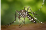 जापानी इन्सेफलाइटिसबाट ५५ दिनमा ९ जनाको मृत्यु