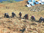 डोल्पामा १० जेठदेखि यार्सागुम्बा संकलन गर्न पाइने