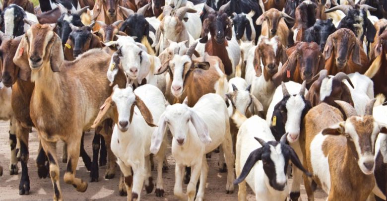 दसैँमा सात करोडको खसीबोकाको कारोबार