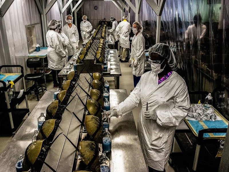 संसारकै महँगाे यो जीव, एक लिटर रगतको मूल्य १८ लाख