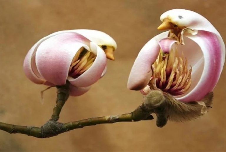 यस्तो रुख जहाँ चरा जस्तै फुल्छ फूल