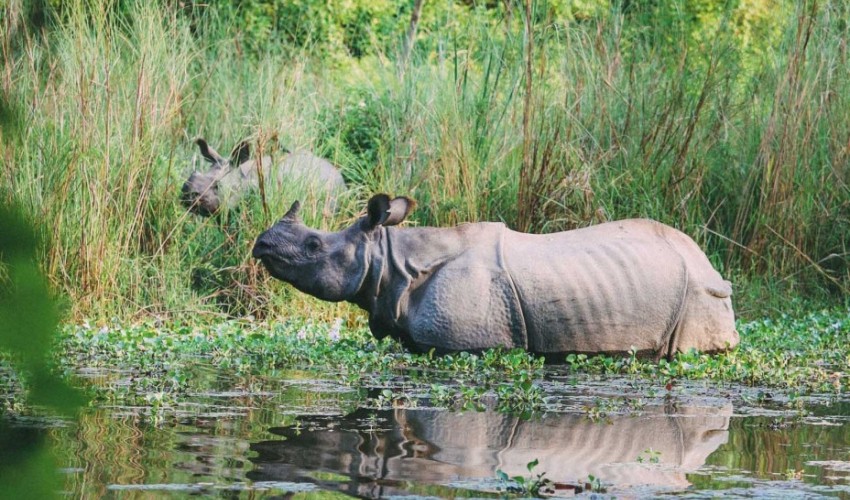 गैँडा गणना चैत १० गतेदेखि