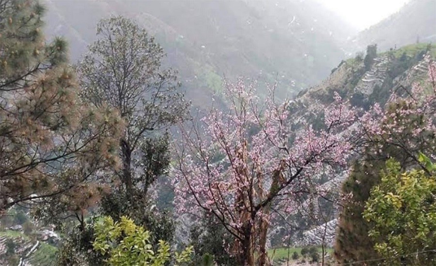दार्चुलामा  हावाहुरी र असिना-पानीले हिउँदेबाली सखाप