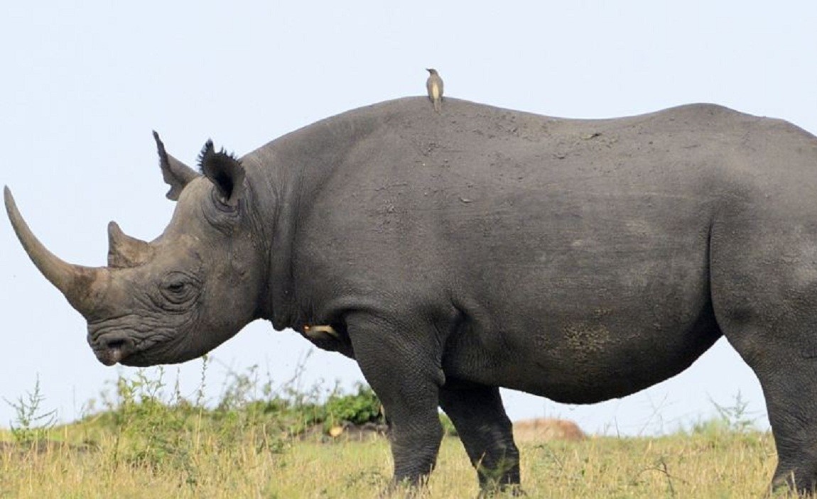 कोरोना प्रभाव : गैँडा गणना स्थगित