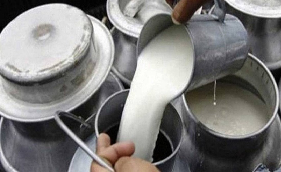 कपिलवस्तुमा दुग्ध उत्पादनः खेतमा फाल्दै, छिमेकीलाई बाँड्दै
