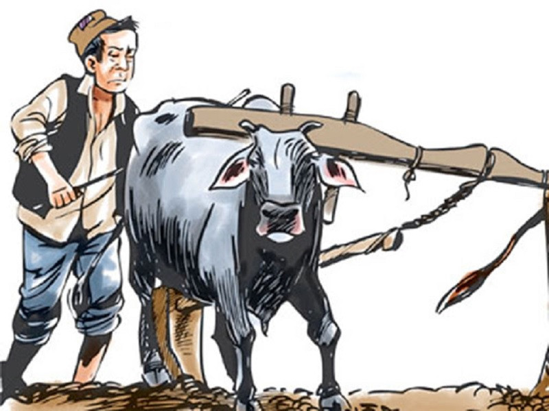 मुक्त हलियाको दुखेसो, काम नगरे घरमा चुलो बल्दैन