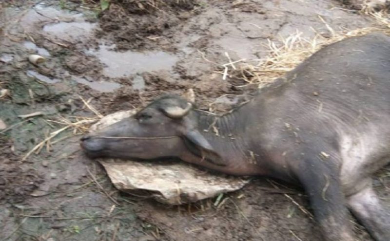 अज्ञात रोगले भैँसी र बाख्रा मरे