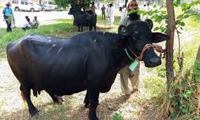 गाउँबाट शहर झारिएका भैँसी बिक्री