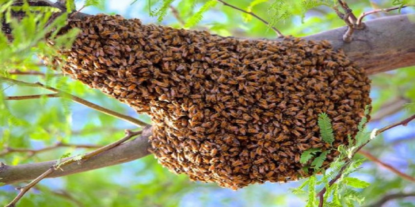 मौरी गोठालाको वार्षिक कमाइ १० लाख