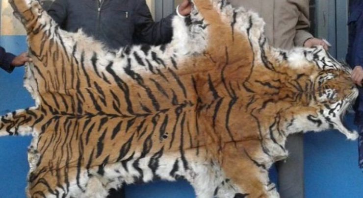 बाघको छालासहित तीन जना पक्राउ