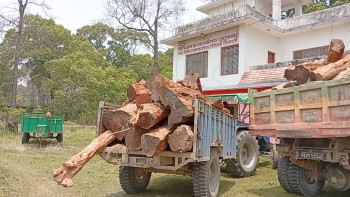 घोडाघोडीमा अवैध खयरको काठसहित टिप्पर र ४ ट्राली बरामद, वन कर्मचारीकै मिलेमतोको आशंका