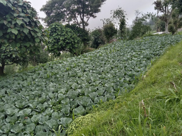 गाउँ फर्किएर तरकारी खेती गर्दै सफलता पाए कमलप्रसाद पौडेल