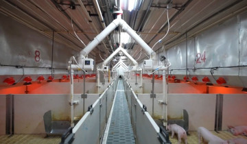 चीनमा एआई प्रविधिबाट सुँगुर पालनमा नयाँ परिवर्तन