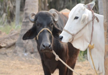 किसानको खुशी फर्कियो