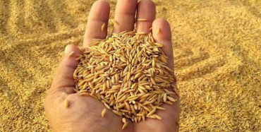 सरकारद्वारा धानको न्यूनतम समर्थन मूल्य निर्धारण