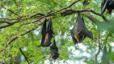 निपाह भाइरस फैलन नदिन उच्च शतर्कता