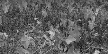 कैलालीमा दुई जना मृत फेला