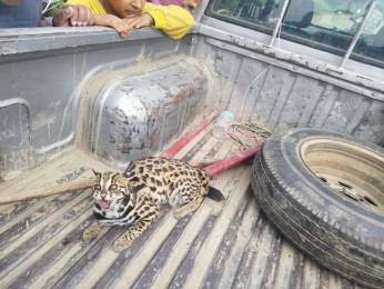 कैलालीमा चरी बाघको बच्चा फेला