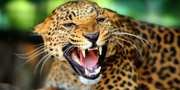 चितुवाको आक्रमणबाट तनहुँमा बालिकाको मृत्यु