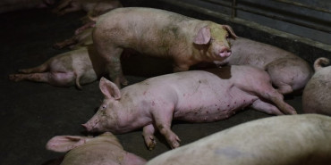 अफ्रिकन स्वाईन देखिएपछि बंगुर ओसारपोसारमा प्रतिबन्ध