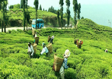 चिया श्रमिकले पाएनन् न्यूनतम ज्याला