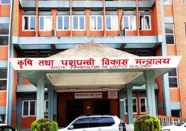 भारतबाट मुर्रा जातको राँगा किन्ने प्रस्ताव
