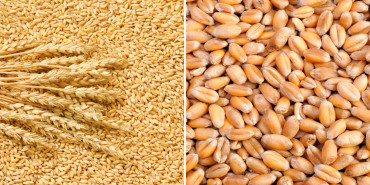 कैलालीमा गहुँको बीउ अभाव