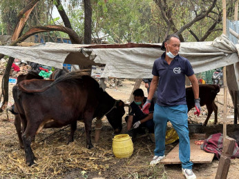 अव्यवस्थित बस्ती हटाउँदा चौपायाको व्यवस्थापनः काञ्जी हाउसमा पठाइयो