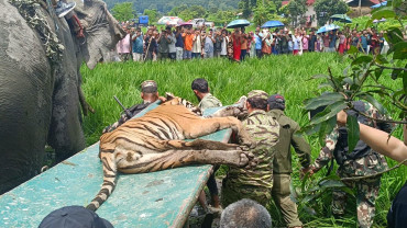 चितवनको राप्तीमा बाघको आक्रमणबाट एक वृद्ध घाइते, बाघ नियन्त्रणमा