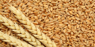 यस्तो छ गहुँको नयाँ समर्थन मूल्य