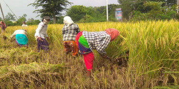 किसानलाई दशैँभन्दा खेतीपातीकै चिन्ता