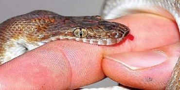 सर्पले डसेर हुम्लामा एक जनाको मृत्यु