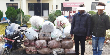 ३५० केजी गाँजासहित दुईजना पक्राउ