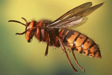 अरिंगालले टोक्दा सल्यानमा आमाछोरीको मृत्यु