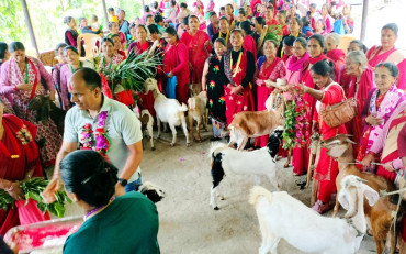 महिलालाई आत्मनिर्भर बनाउन पालिकाले दियो बाख्रा उपहार