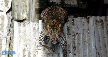 आधारातमा घरमा छिर्यो चितुवा, युवाले आत्मरक्षाका लागि उठाए यस्तो कदम