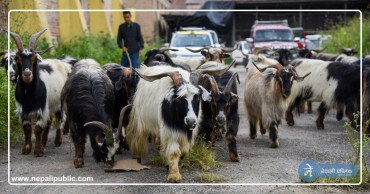 किसानहरुले किन घटाए च्याङ्ग्राको भाउ ?