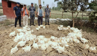रौतहटमा अवैध रूपमा भित्र्याइएको ४ क्विन्टलभन्दा बढी कुखुरा नष्ट