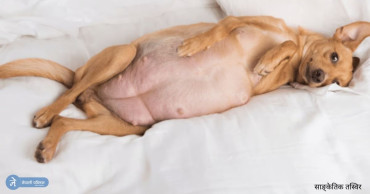 मान्छेबाट यौन दुव्र्यहार खेपेकी गर्भवती कुकुरको के छ अवस्था ?