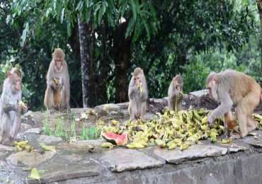 बाँदर आतङ्कले आतङ्कित !    